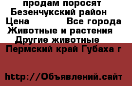 продам поросят .Безенчукский район  › Цена ­ 2 500 - Все города Животные и растения » Другие животные   . Пермский край,Губаха г.